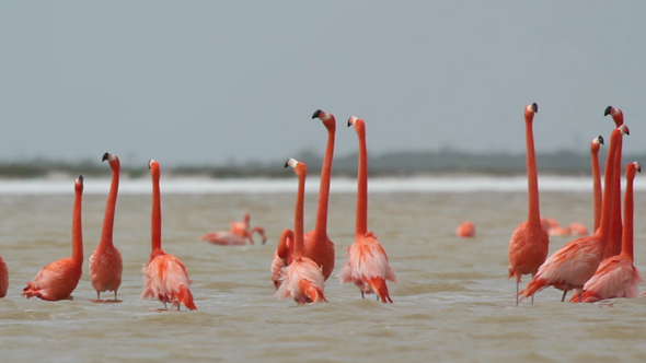 Pink Flamingo Mexico Wildlife Bird 18