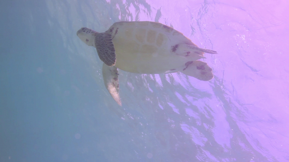 Loggerhead Turtle Underwater Mexico 20