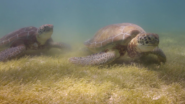 Loggerhead Turtle Underwater Mexico 23