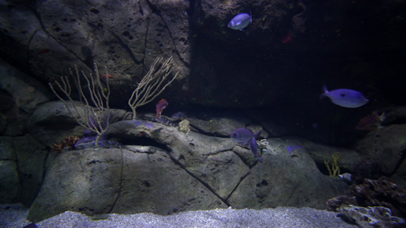 Fish And Sea Life In An Aquarium 2