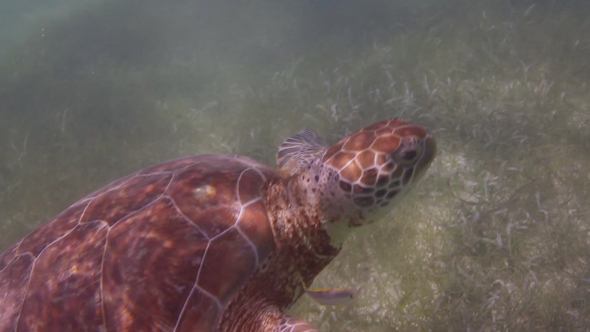 Loggerhead Turtle Underwater Mexico 26