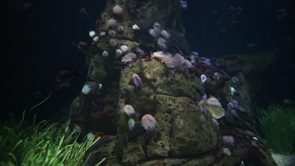 Fish And Sea Life In An Aquarium 23