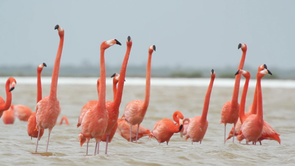 Pink Flamingo Mexico Wildlife Birds 18