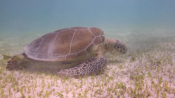 Loggerhead Turtle Underwater Mexico 8