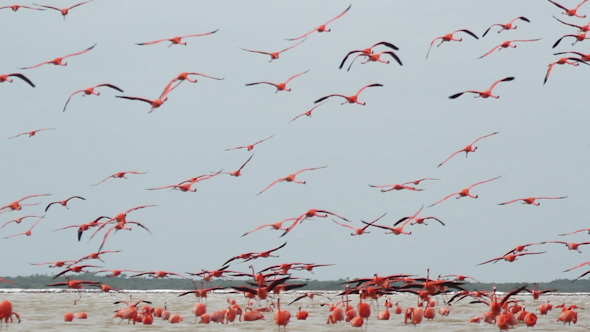 Pink Flamingo Mexico Wildlife Birds 20