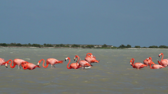 Pink Flamingo Mexico Wildlife Birds 28