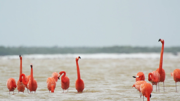 Pink Flamingo Mexico Wildlife Birds 9