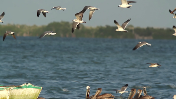 Bird Watching Mexico 2