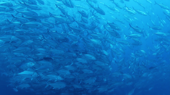 Fish Mexico Diving Baja California Sur 8