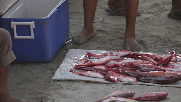Fishermen Mexico Coast Fish Market 10