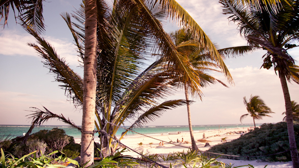 Tulum Paradise Beach Mexico Caribbean Palm Tree 2