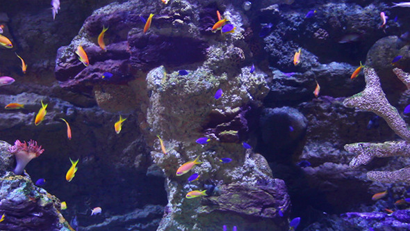 Tropical Fish And Corals Underwater
