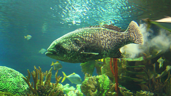 Big Grouper And Sharks Underwater