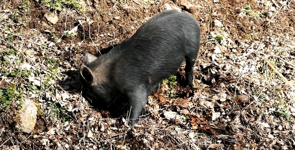 Wild Pigs 9