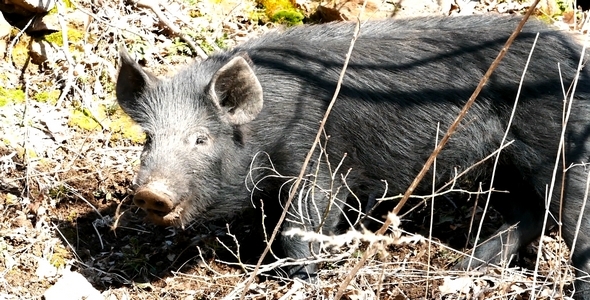 Wild Pigs 10