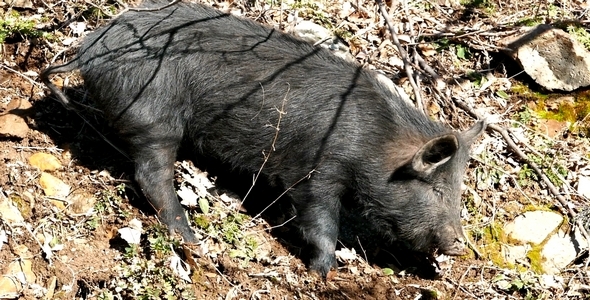 Wild Pigs 11