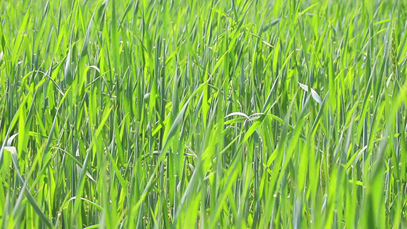 Green Wheat