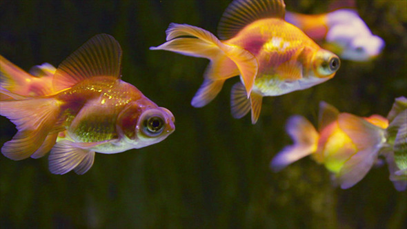 Many Goldfishes In Aquarium