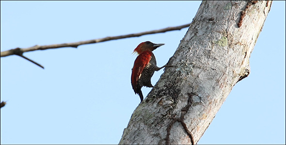Banded Woodpecker (Picus Miniaceus) 02 with Sound