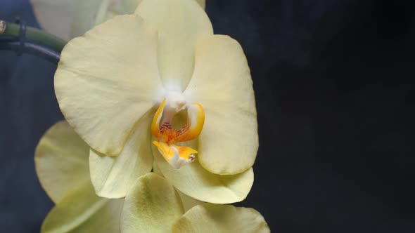 Orchid Flowers on a Black Background