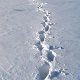 Steps on Snow
