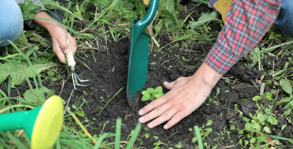 Family planting sprout out 