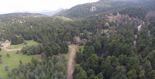 Plateau with Fir Trees