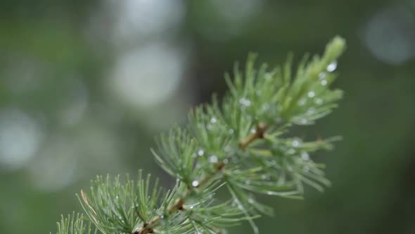 Beautiful macro of the larch tree