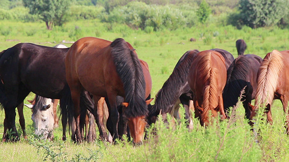 Horses Grazing On Pasture