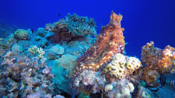 Tropical Octopus and Red Sea Lionfish