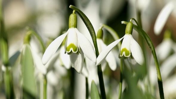 Young Snowdrops Swaying in the Wind