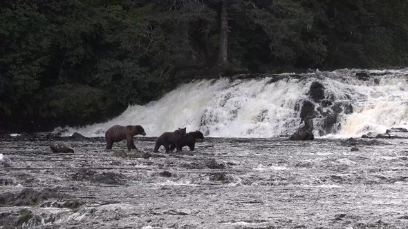 Bears hunt salmon in a mountain river in Alaska.