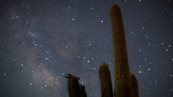 Cactus Starlapse 2