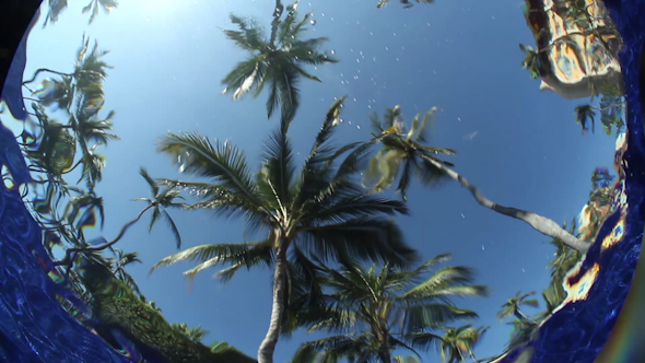 Underwater Pool Palm Tree Sun 5