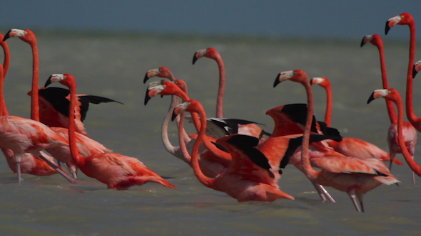 Pink Flamingo Mexico Wildlife Bird 6