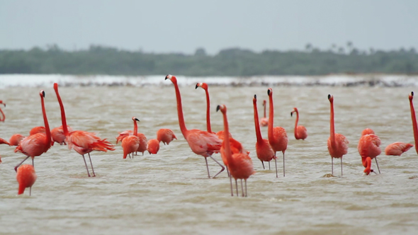 Pink Flamingo Mexico Wildlife Birds 3