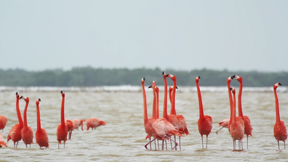 Pink Flamingo Mexico Wildlife Birds 8