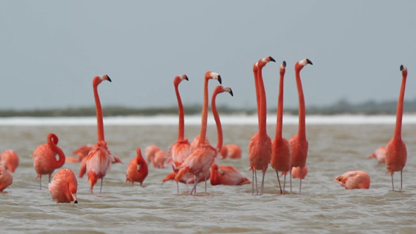 Pink Flamingo Wild Life Mexico Birds 11