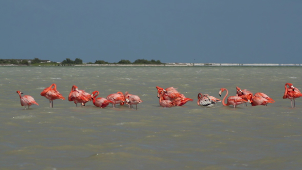 Pink Flamingo Wild Life Mexico Birds 17