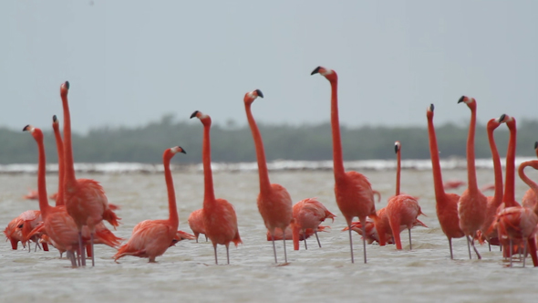 Pink Flamingo Wild Life Mexico Birds 7