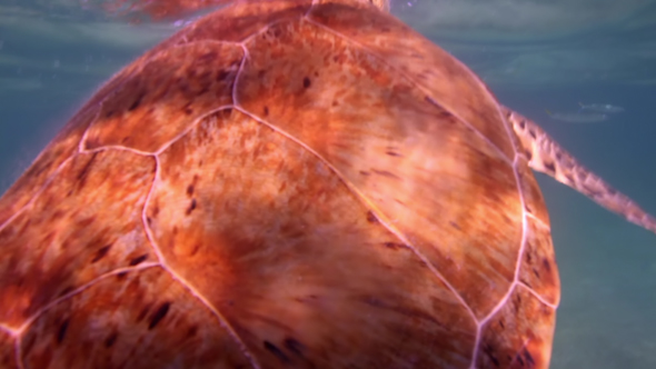 Loggerhead Turtle Filmed Underwater In Mexico 10