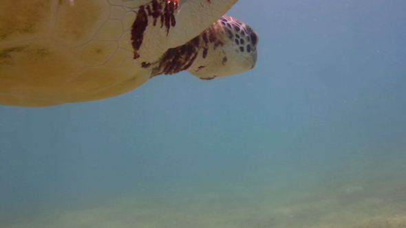 Loggerhead Turtle Underwater Mexico 15