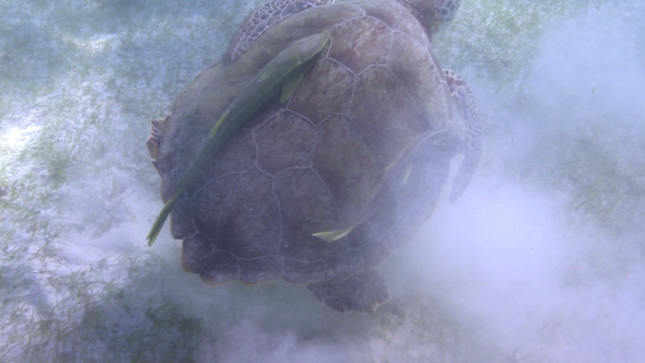 Loggerhead Turtle Underwater Mexico 53