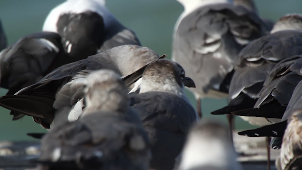 Birds Wildlife Mexico 4