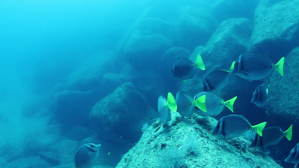 Fish Mexico Diving Baja California Sur 30