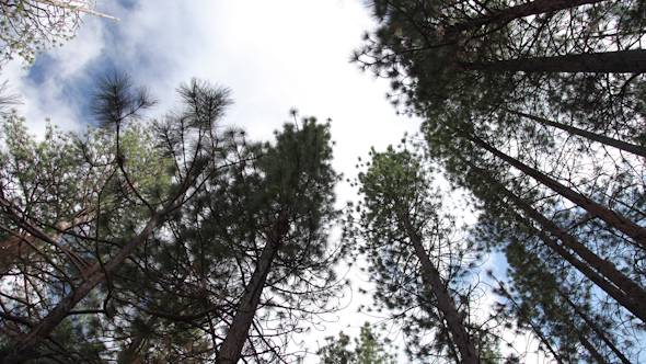 Looking Up Through Tall Trees To The Sky, Kings Canyon, California 1