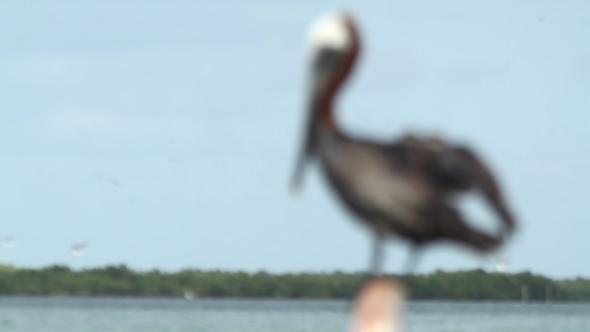 Brown Pelican Mexico Wildlife 7