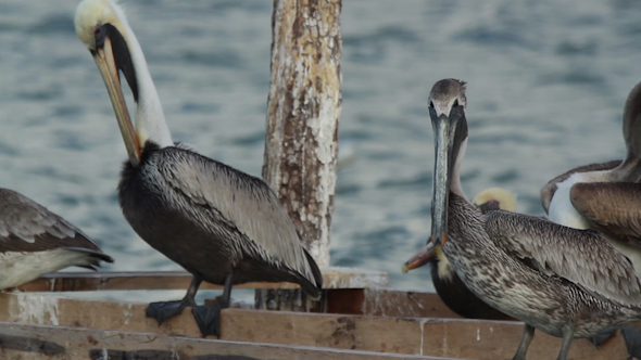 Brown Pelicans Mexico Wildlife 3