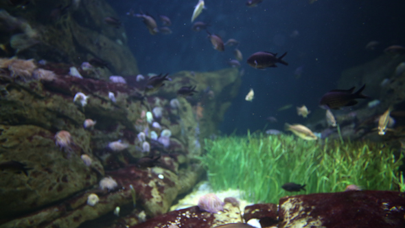 Fish And Sea Life In An Aquarium 1
