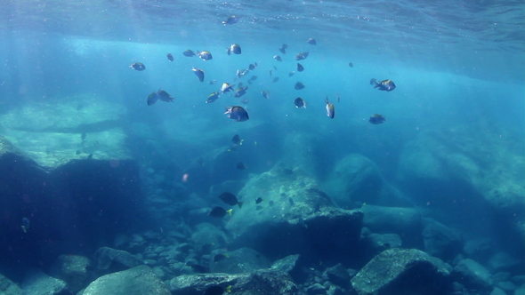 Fish Mexico Diving Baja California Sur 14